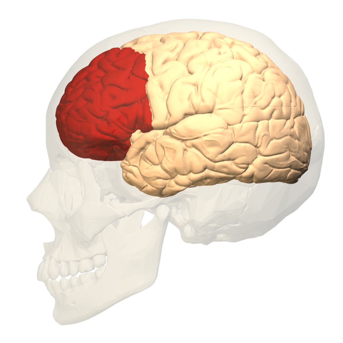 Anatomische Darstellung des Gehirns mit rot markiertem präfrontalem Cortex